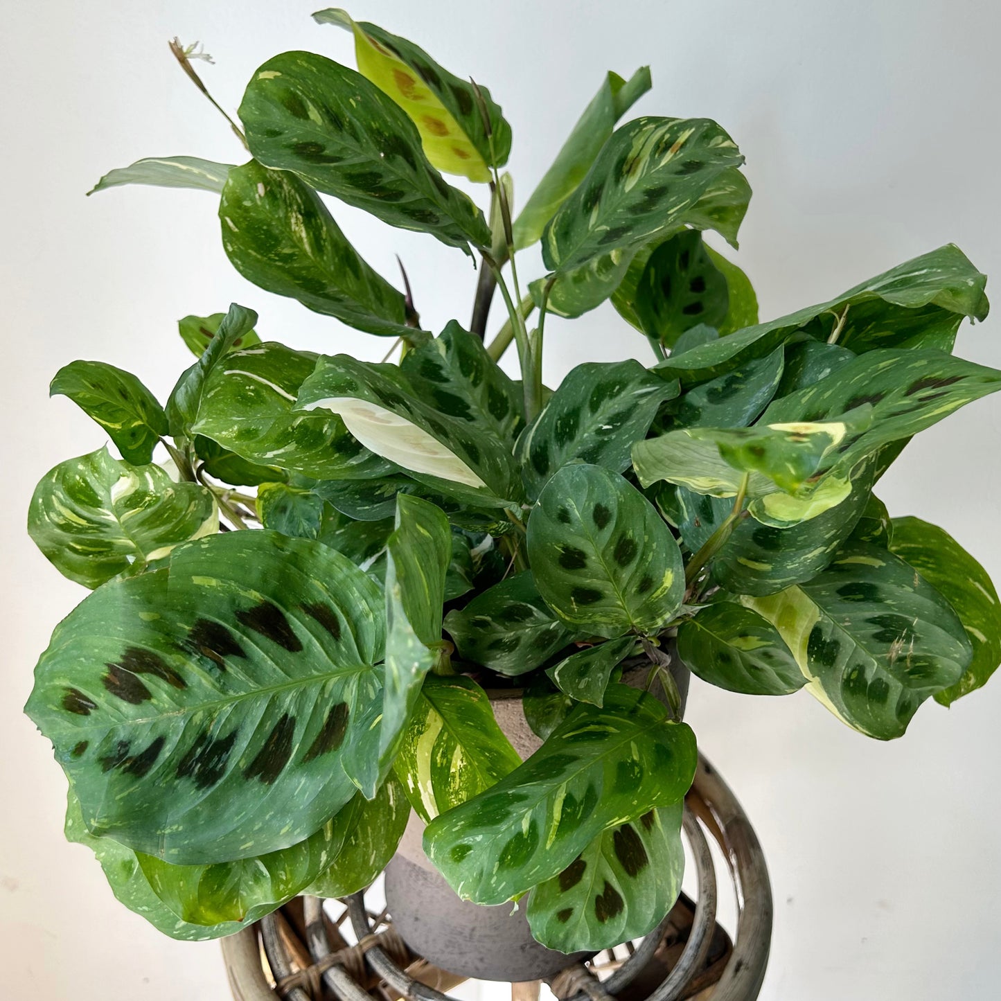 Maranta leuconeura 'Beauty Kim” 6”pot