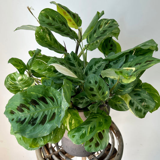 Maranta leuconeura 'Beauty Kim” 6”pot