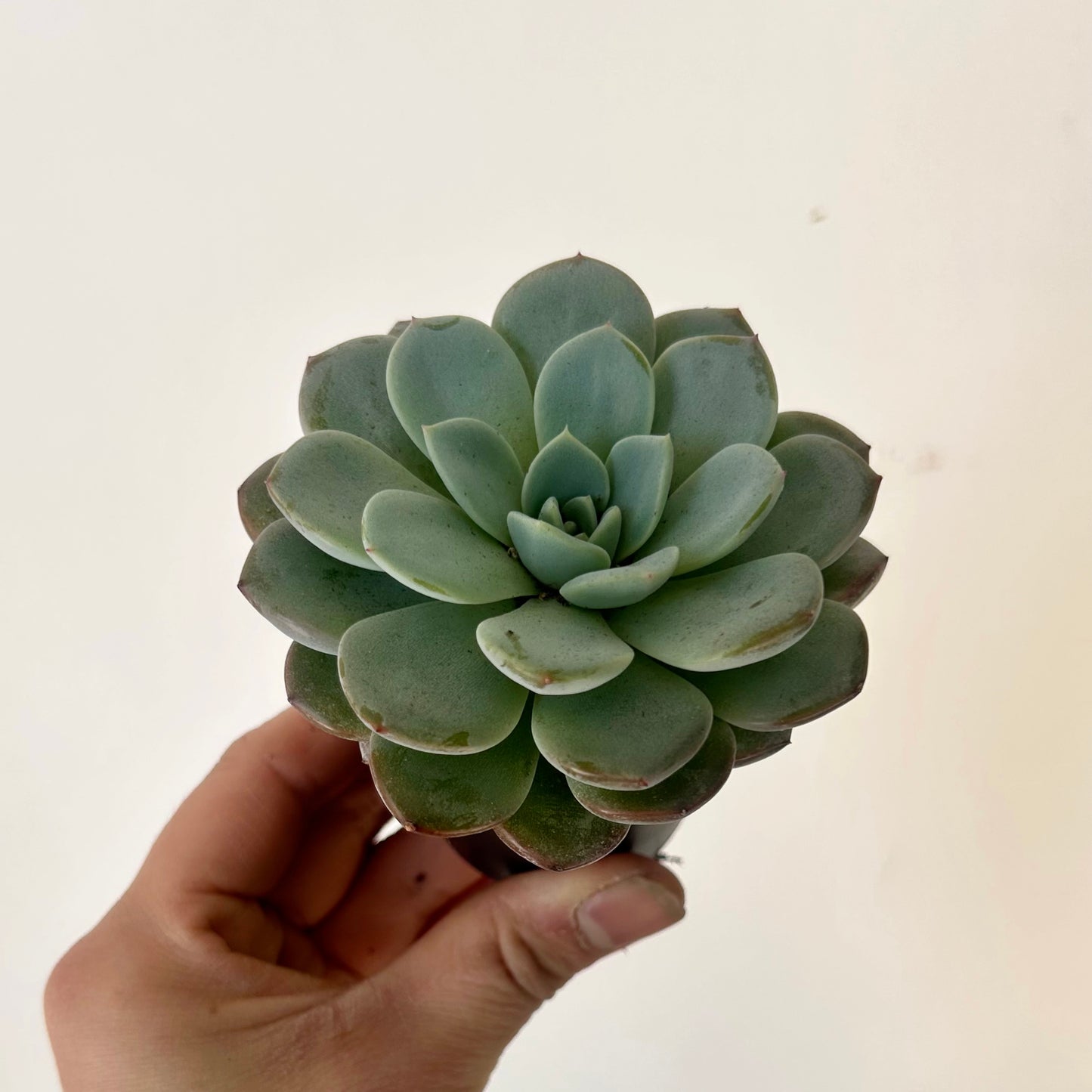 Echeveria elegans 2.5" pot