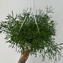 Load image into Gallery viewer, Bottle Cactus (Hatiora salicornioides )8”hanging basket
