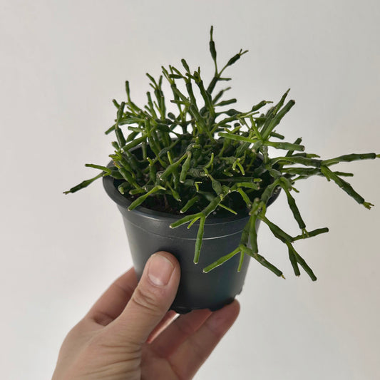Bottle Cactus (Hatiora salicornioides ) 3.5”Pot