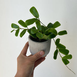 Hoya Rotundiflora 2.75" pot