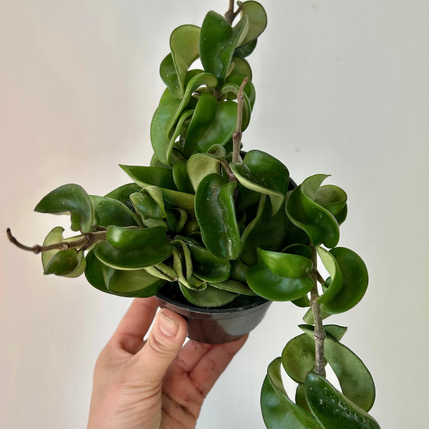 Rope Hoya (Carnosa compacta) 4”pot