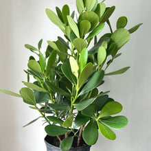 Load image into Gallery viewer, Autograph Tree (Clusia Rosea) approximately 3ft tall in 10&quot; pot
