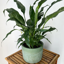 Load image into Gallery viewer, Variegated Peace Lily “Domino” approximately 2ft tall in 6” pot
