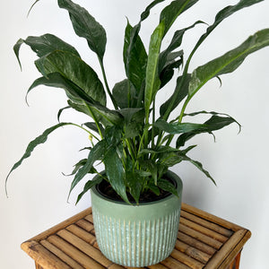 Variegated Peace Lily “Domino” approximately 2ft tall in 6” pot