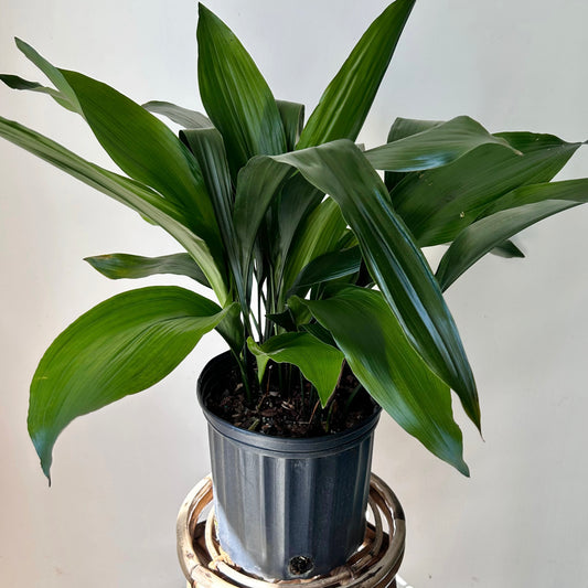 Cast Iron plant (Aspidistra Elatior)approximately 2.5ft tall in 9” pot