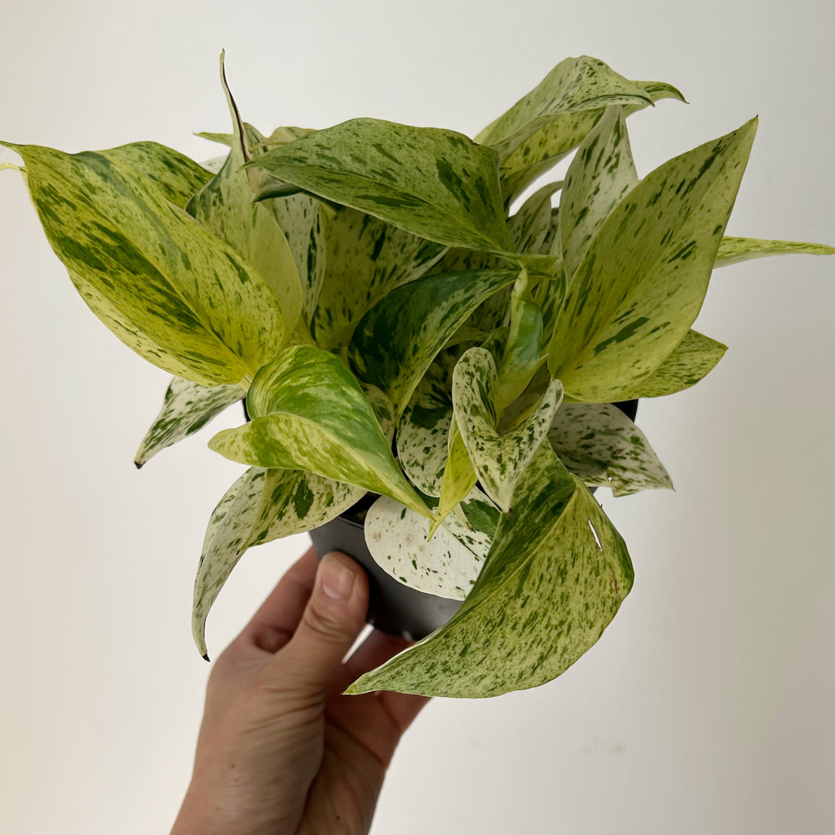 Marble Queen Pothos 5” pot