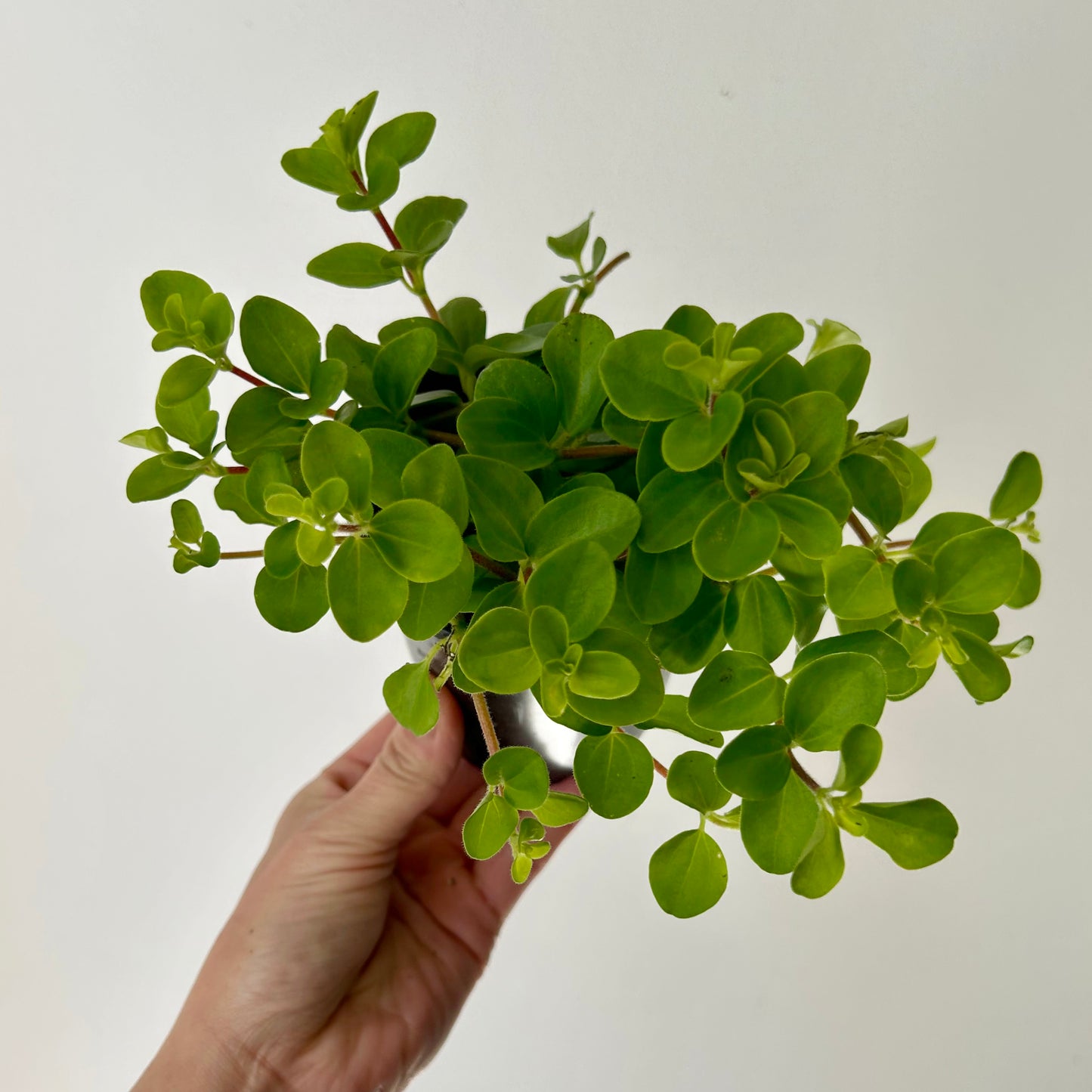 Peperomia Rotundifolia (Creeping Button Plant) 3.5” pot