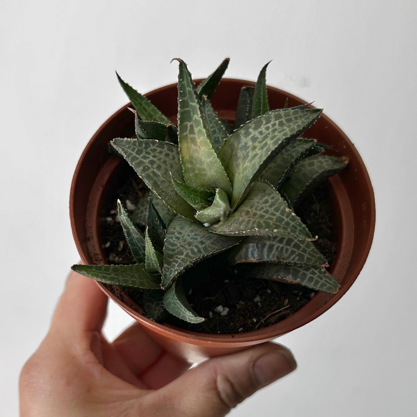 Haworthia venosa 4”pot