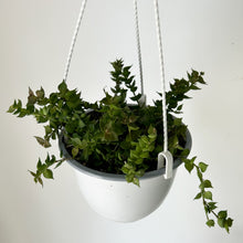 Load image into Gallery viewer, Dischidia Ruscifolia “Million Hearts” 6” Hanging pot
