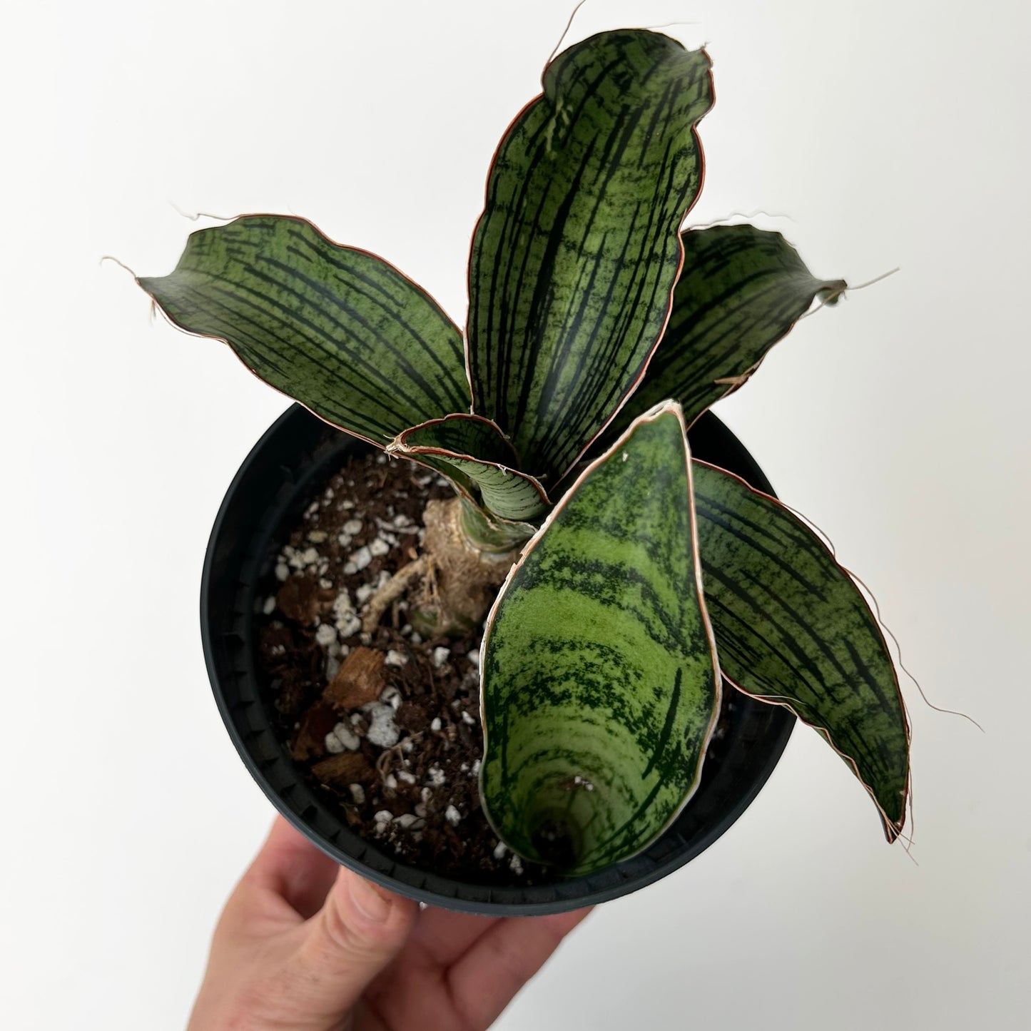 Sansevieria "Cleopatra “5”pot