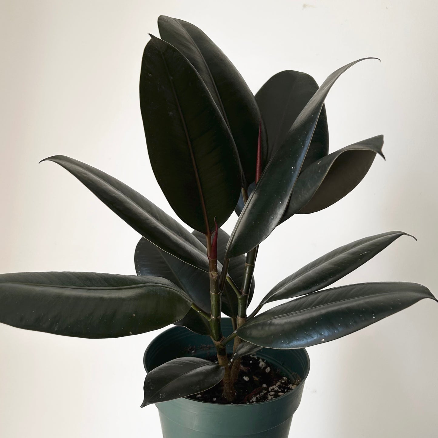 Burgundy Rubber Fig Column (Ficus Elastica) 6” pot