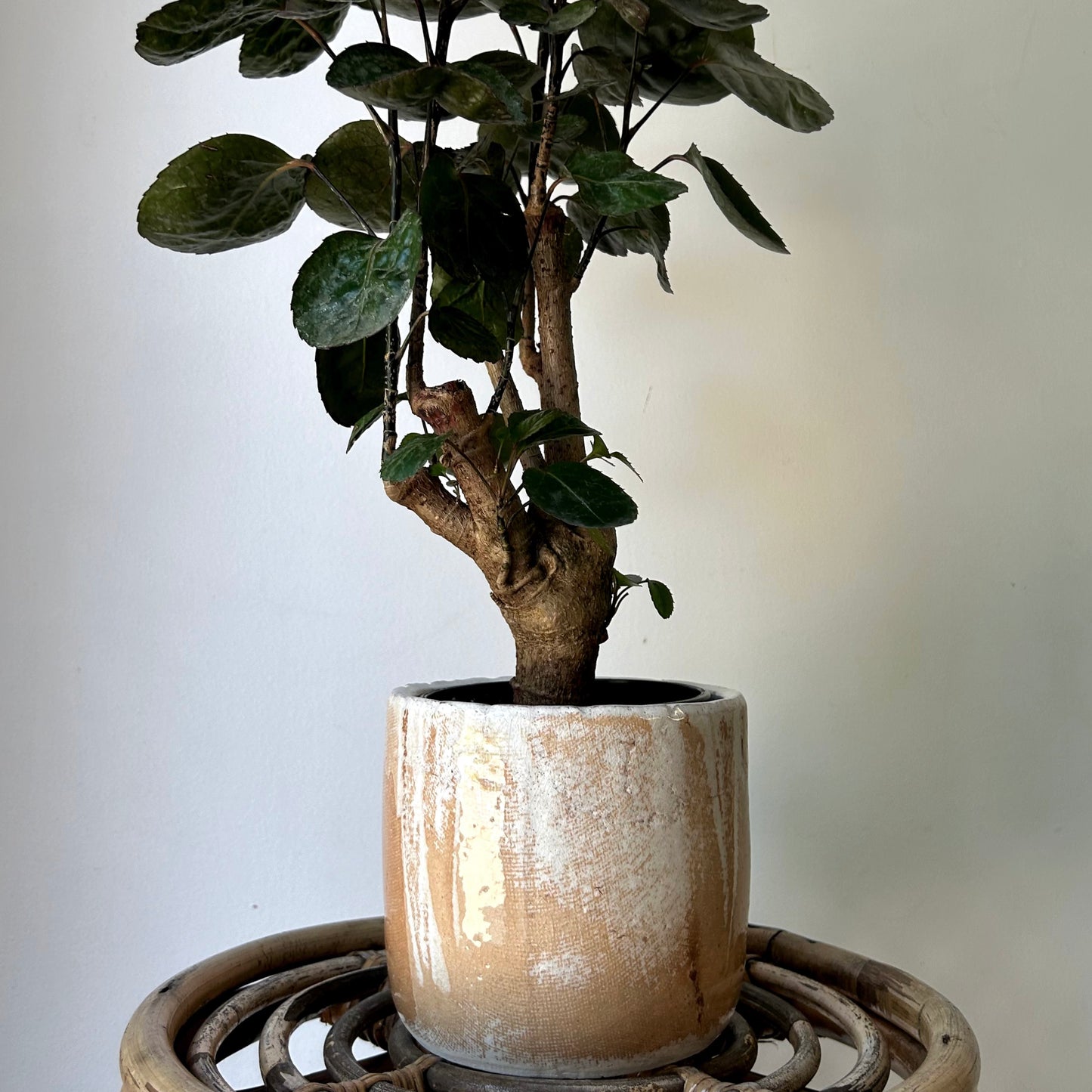 LUCA Decorative Ceramic Pot (available in two sizes)