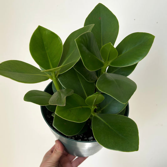 Autograph Plant (Clusia rosea) 6” pot