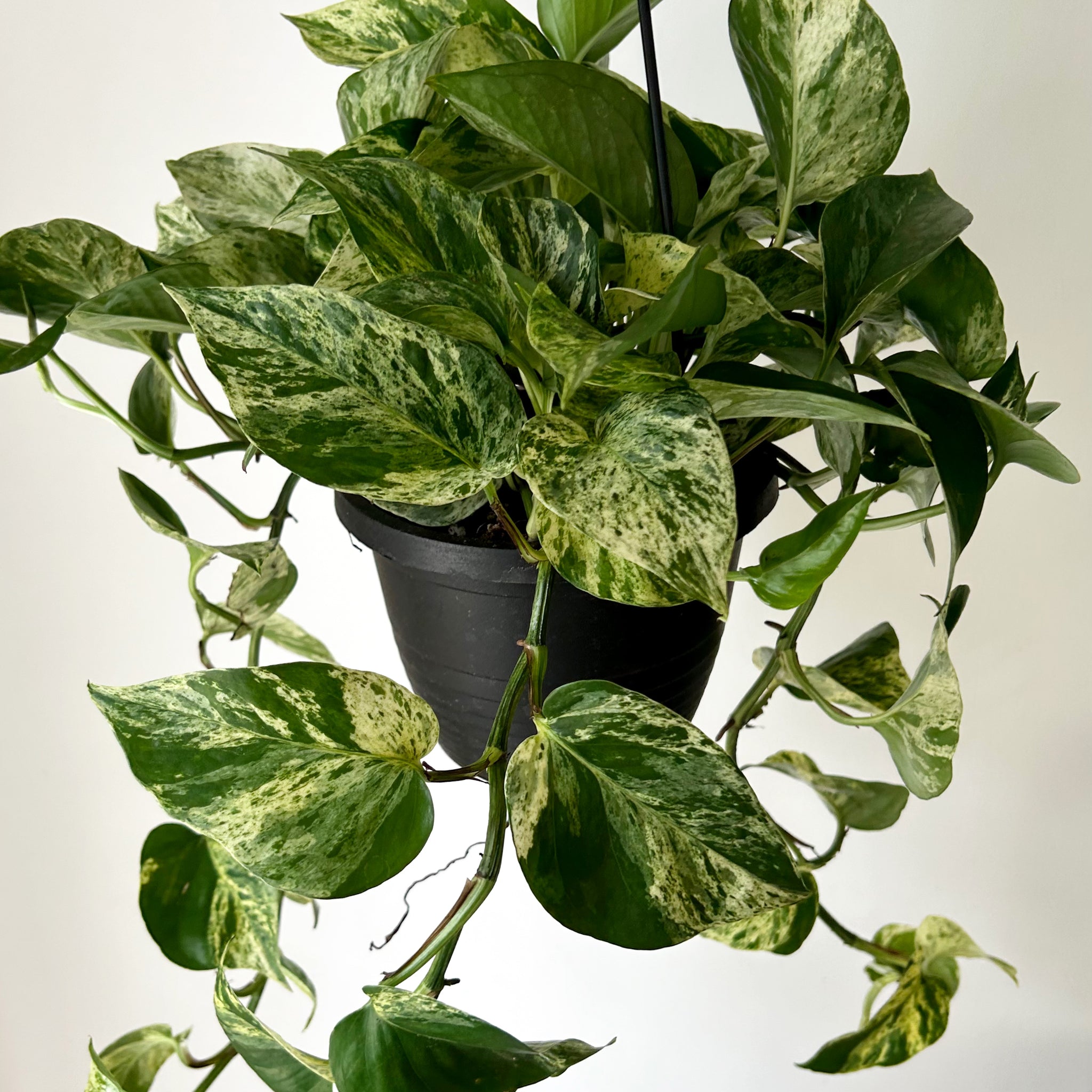 Marble Queen Pothos Plant in 6 in. Hanging Basket (2-Pack) 2PkHBMrbP - The Home  Depot