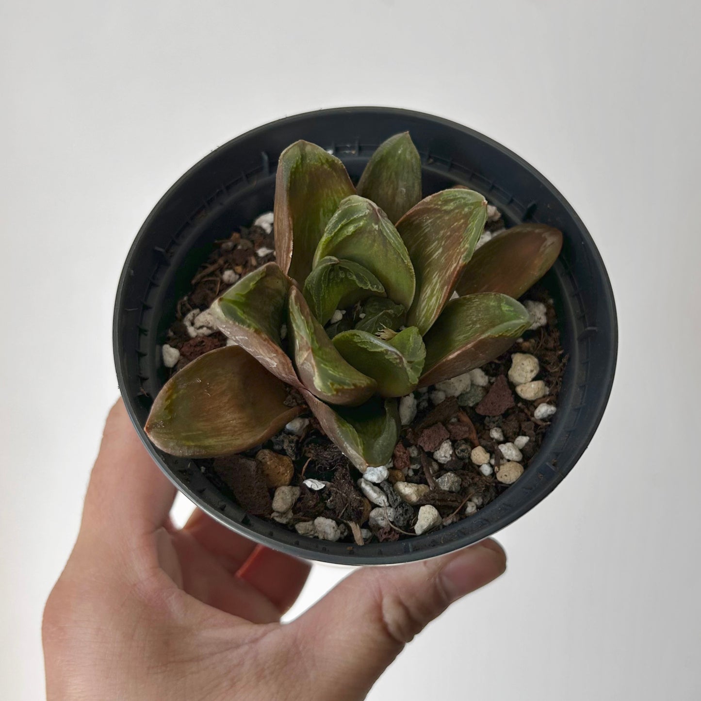 Haworthia truncata x restusa 3.5”pot