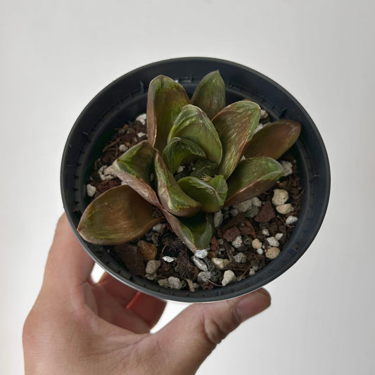 Haworthia truncata x restusa 3.5”pot