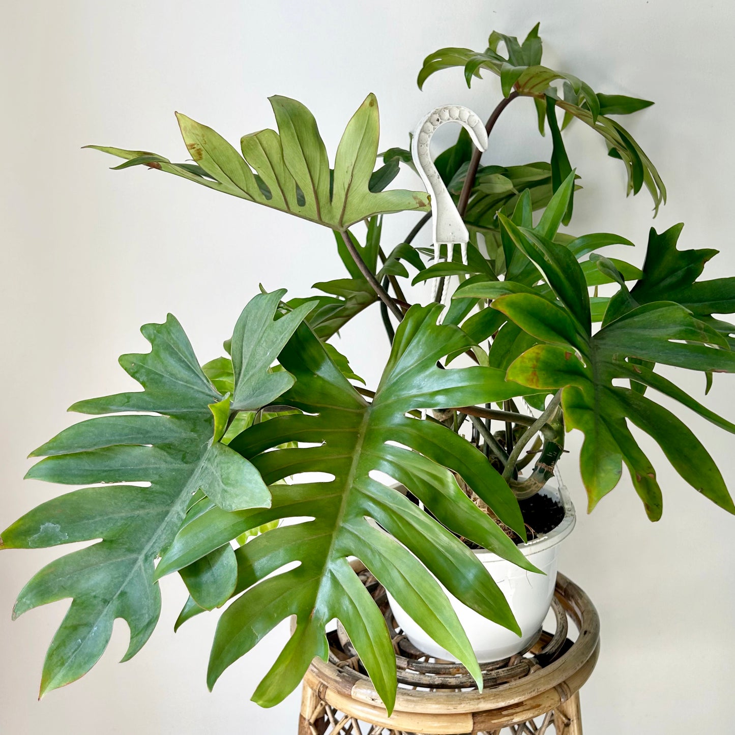 Philodendron mayoi 8”hanging basket