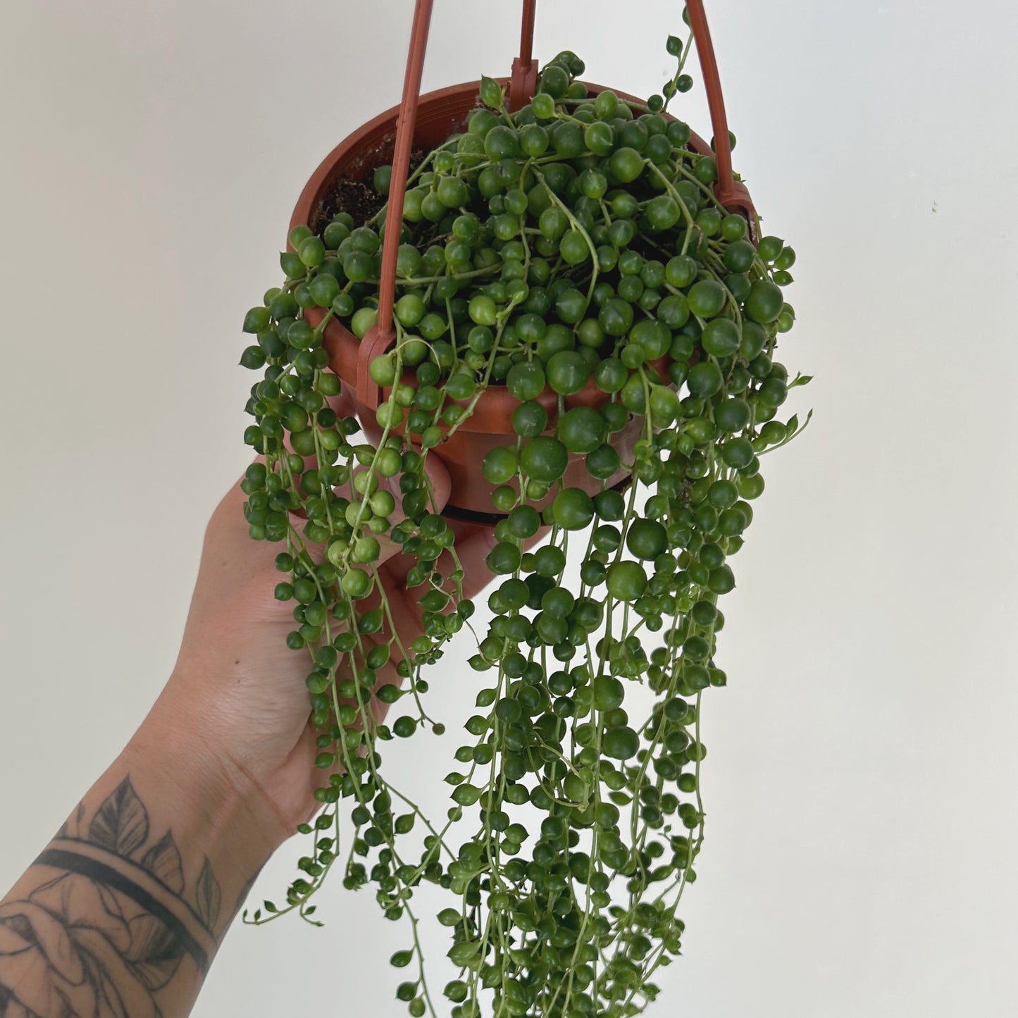 String of Pearls (Senecio Rowleyanus) 4.5 hanging basket
