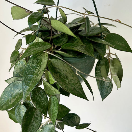 Hoya verticillata “Splash” 8”hanging basket