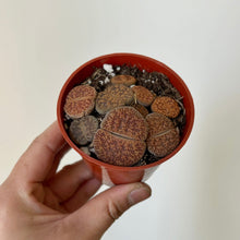 Load image into Gallery viewer, Living Stones Succulent (Lithops) 3&quot; pot
