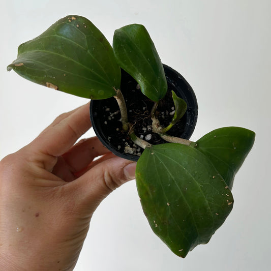 Hoya Qinquenervia 2.5”pot