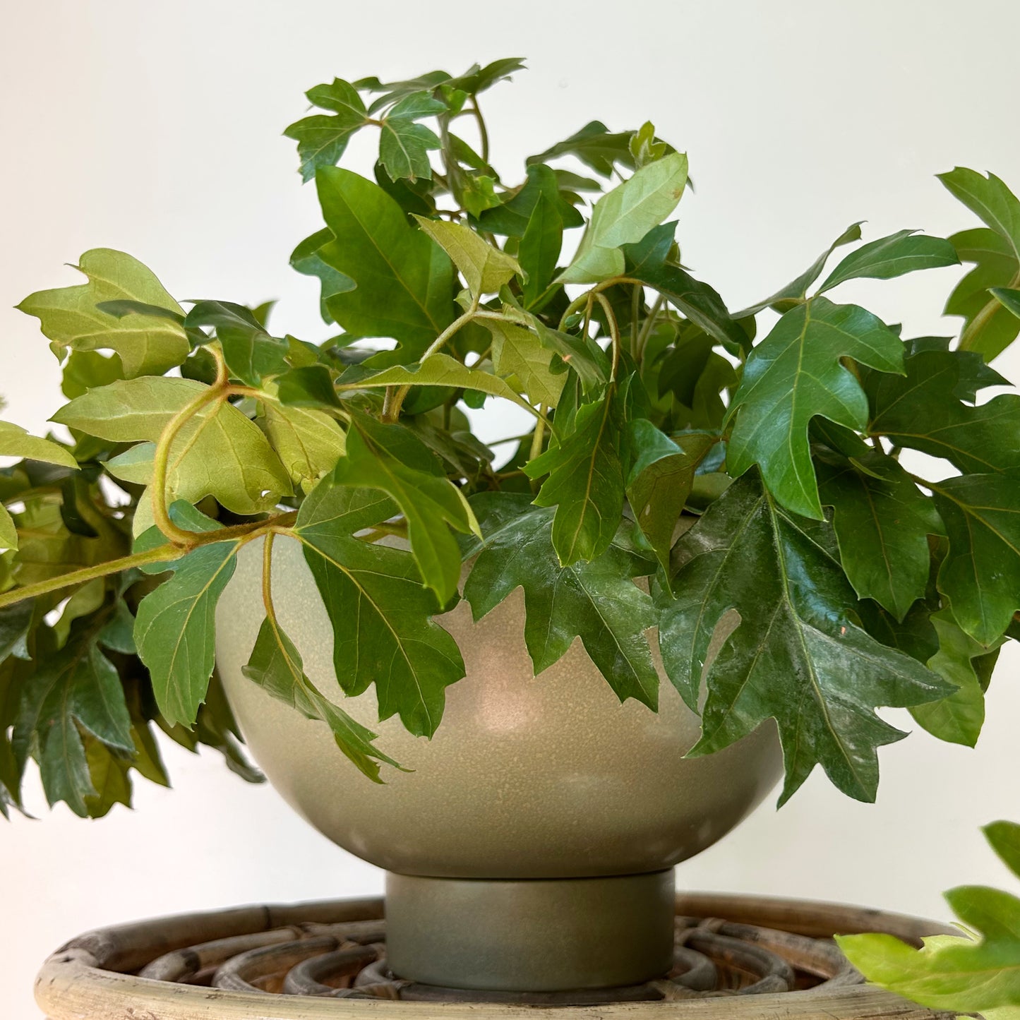 BETTINA Planter with Saucer  (Olive Green) 8.5”x4”