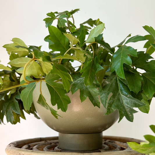 BETTINA Planter with Saucer  (Olive Green) 8.5”x4”