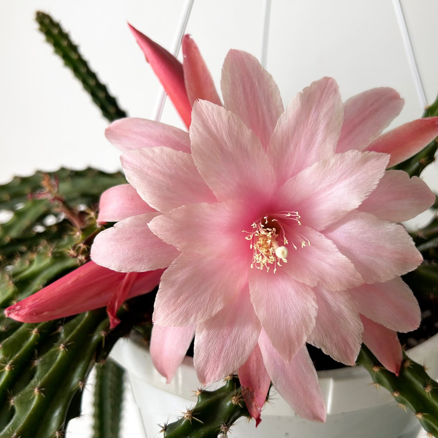 Aporocactus X 8” hanging basket