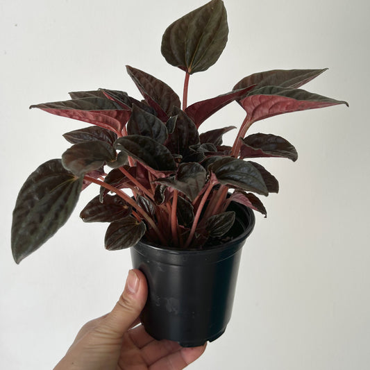 Peperomia caperata “Santiago” 4”pot