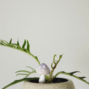 PLANT SHROOMS Mini Mushroom Decorative Accent