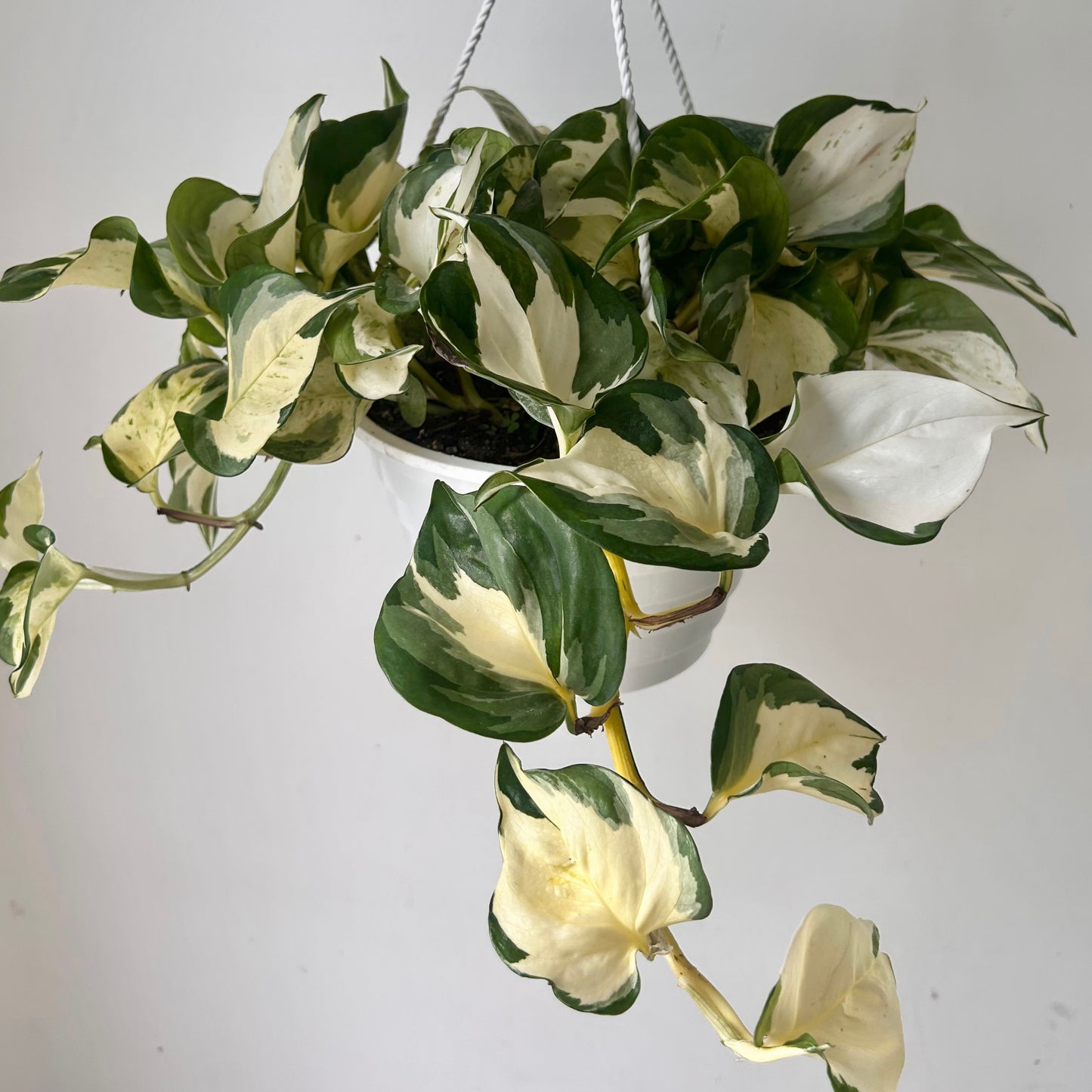 Manjula Pothos 6” pot