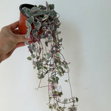 Load image into Gallery viewer, String of Hearts (Ceropegia Woodii) Variegated 4”pot
