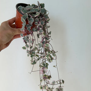 String of Hearts (Ceropegia Woodii) Variegated 4”pot