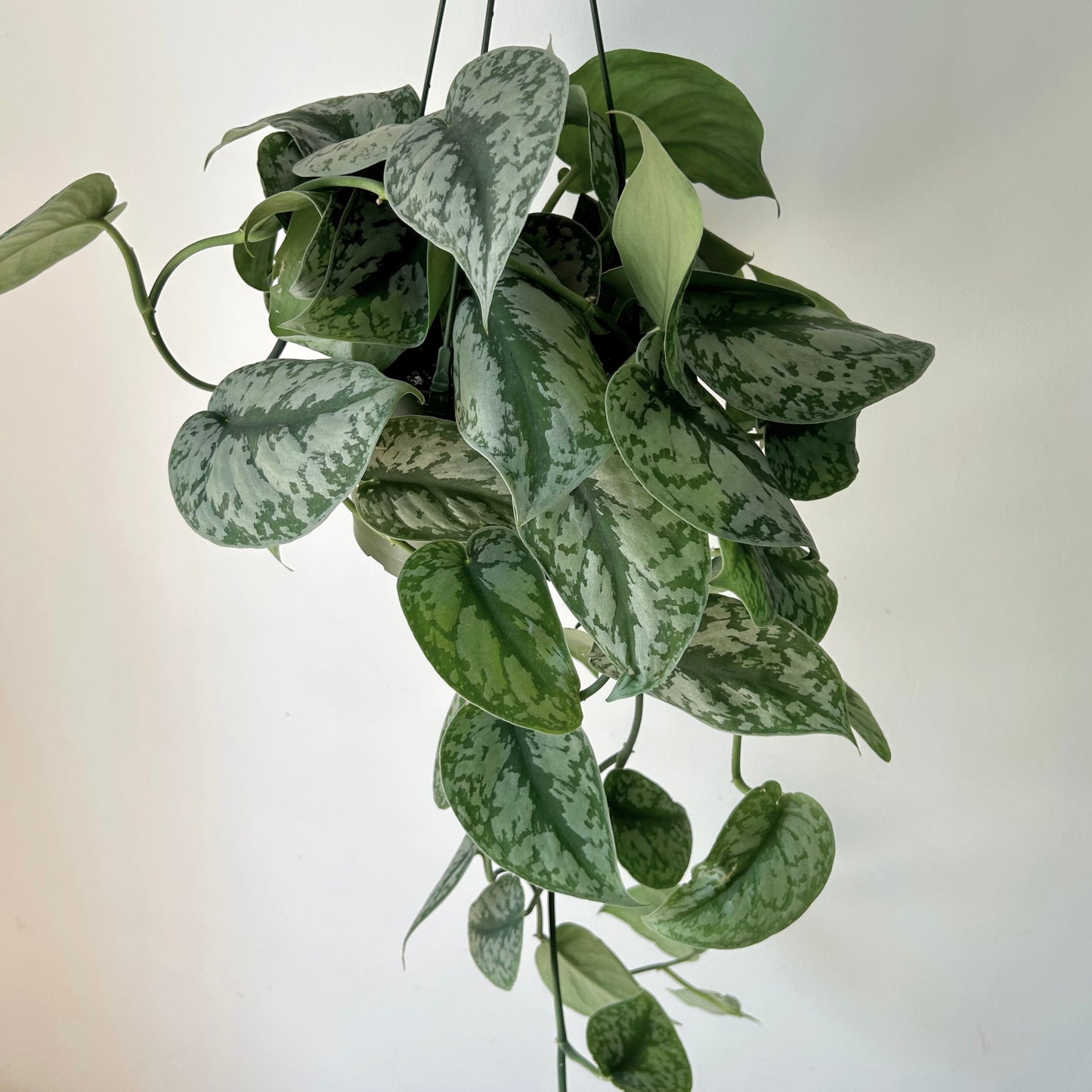 Scindapsus Exotica 6” hanging basket