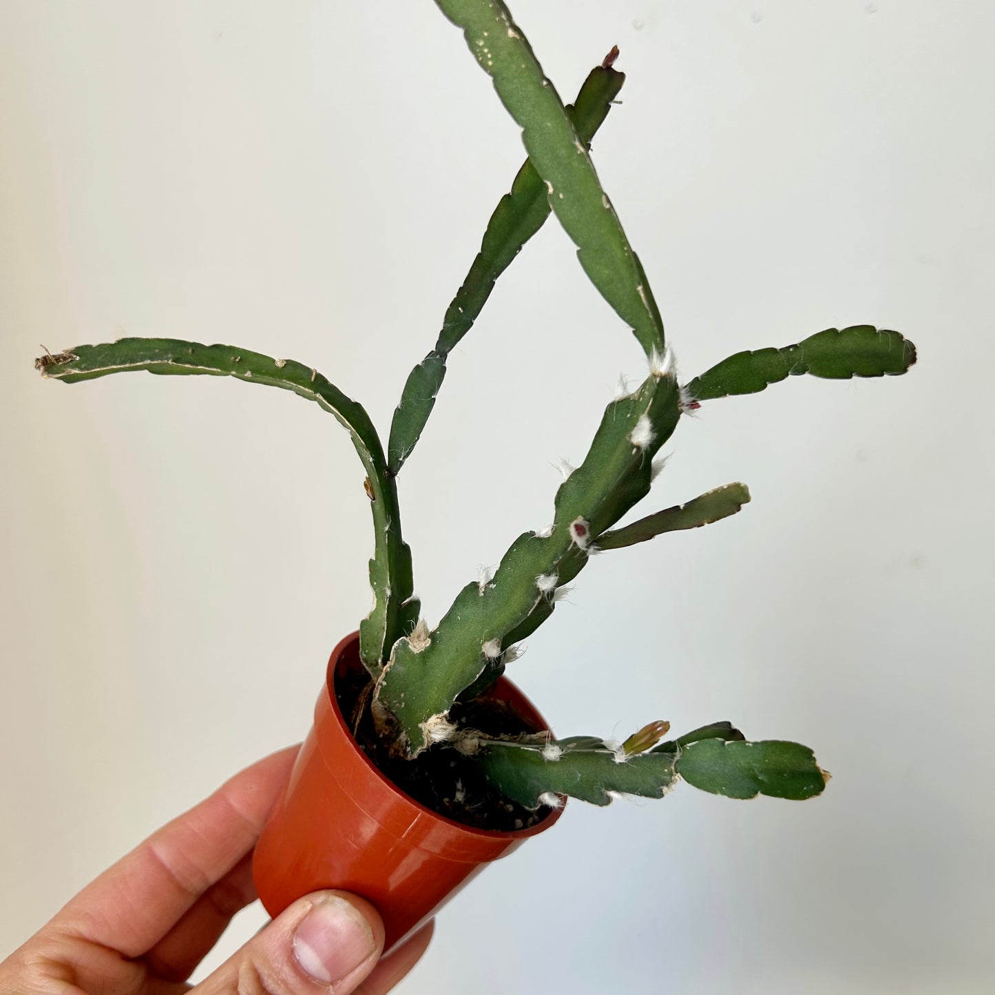 Hurricane Cactus (Lepismium cruciforme) 2”pot