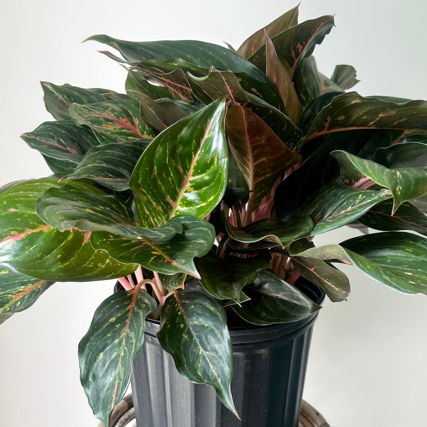Aglaonema ‘Garnet Coltrane’ approximately 20 inches tall in 10” pot