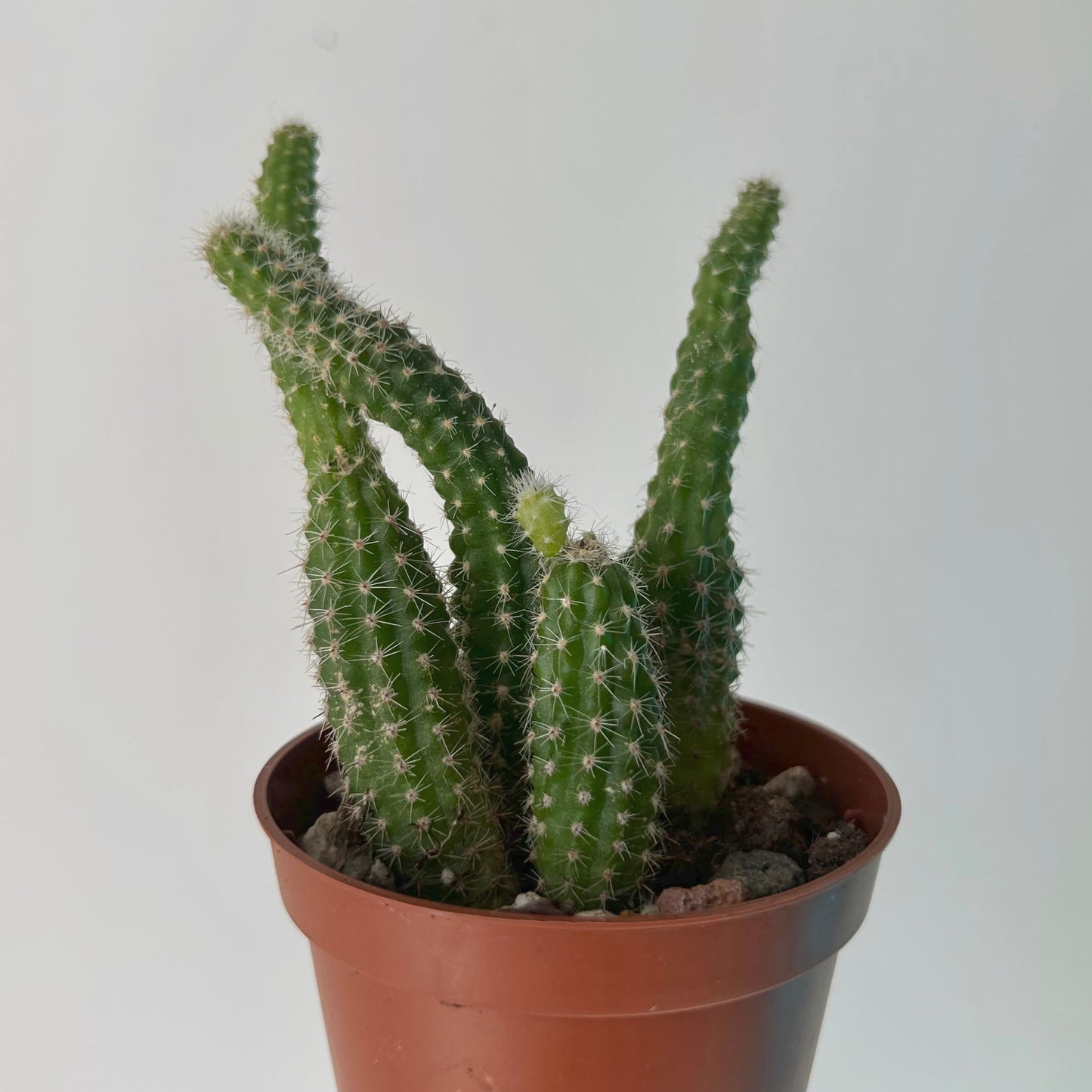 Peanut cactus (Echinopsis chamaecereus) 2.5”pot