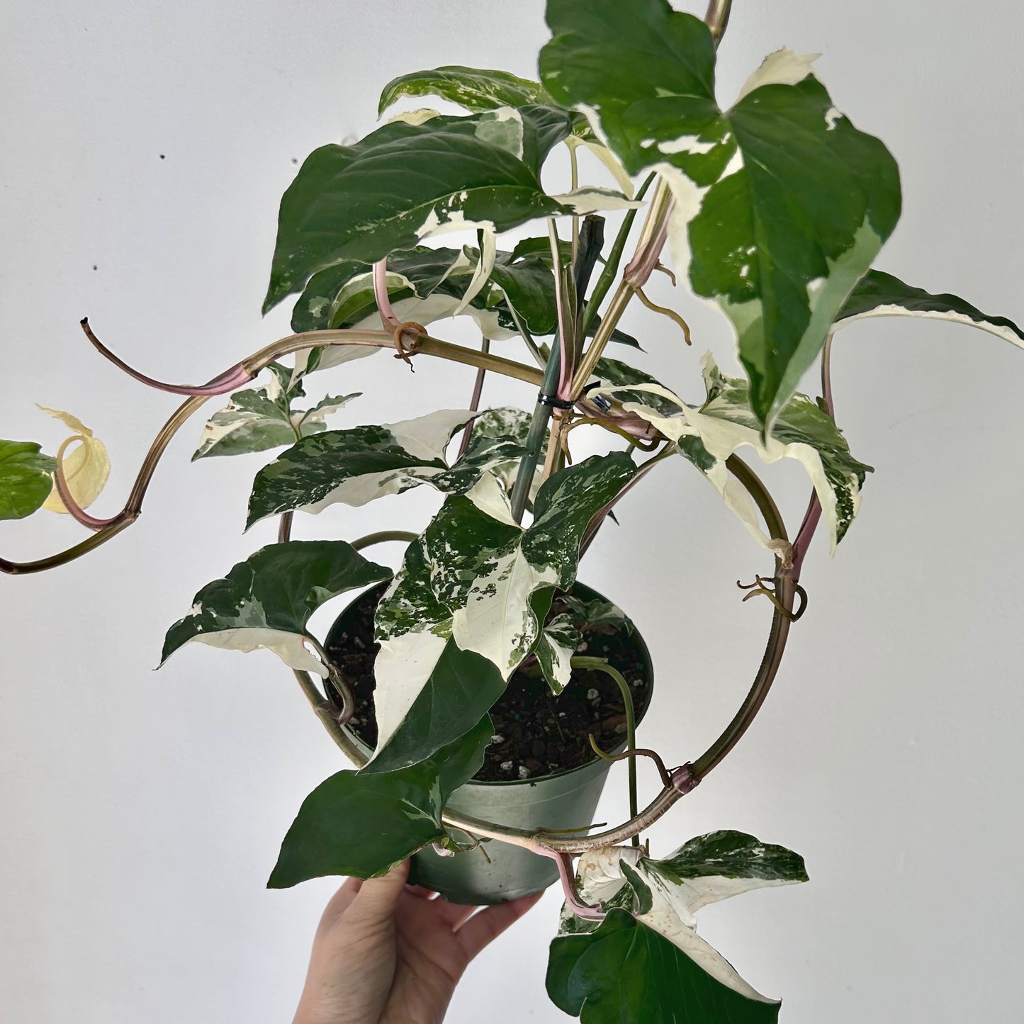 Variegated Syngonium Podophyllum Albo 6” pot