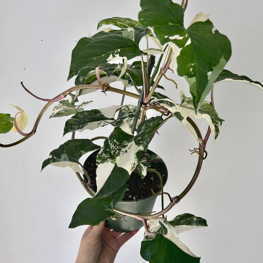 Variegated Syngonium Podophyllum Albo 6” pot