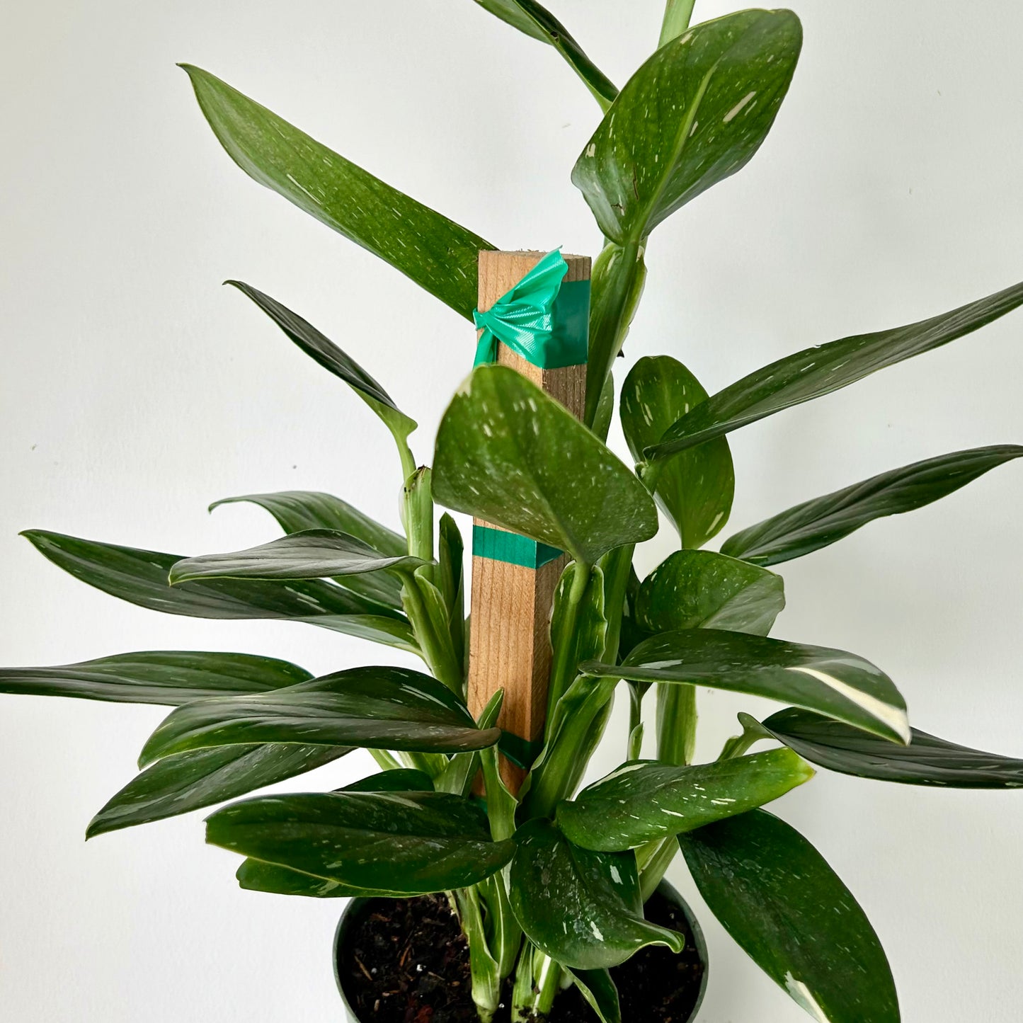 Variegated Monstera Standleyana  approximately 2ft tall in 6" pot (secured onto wooden totem)