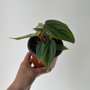 Philodendron "Columbia" 4"pot
