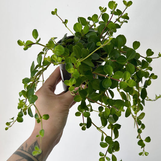 Peperomia Rotundifolia (Creeping Button Plant) 3.5” pot