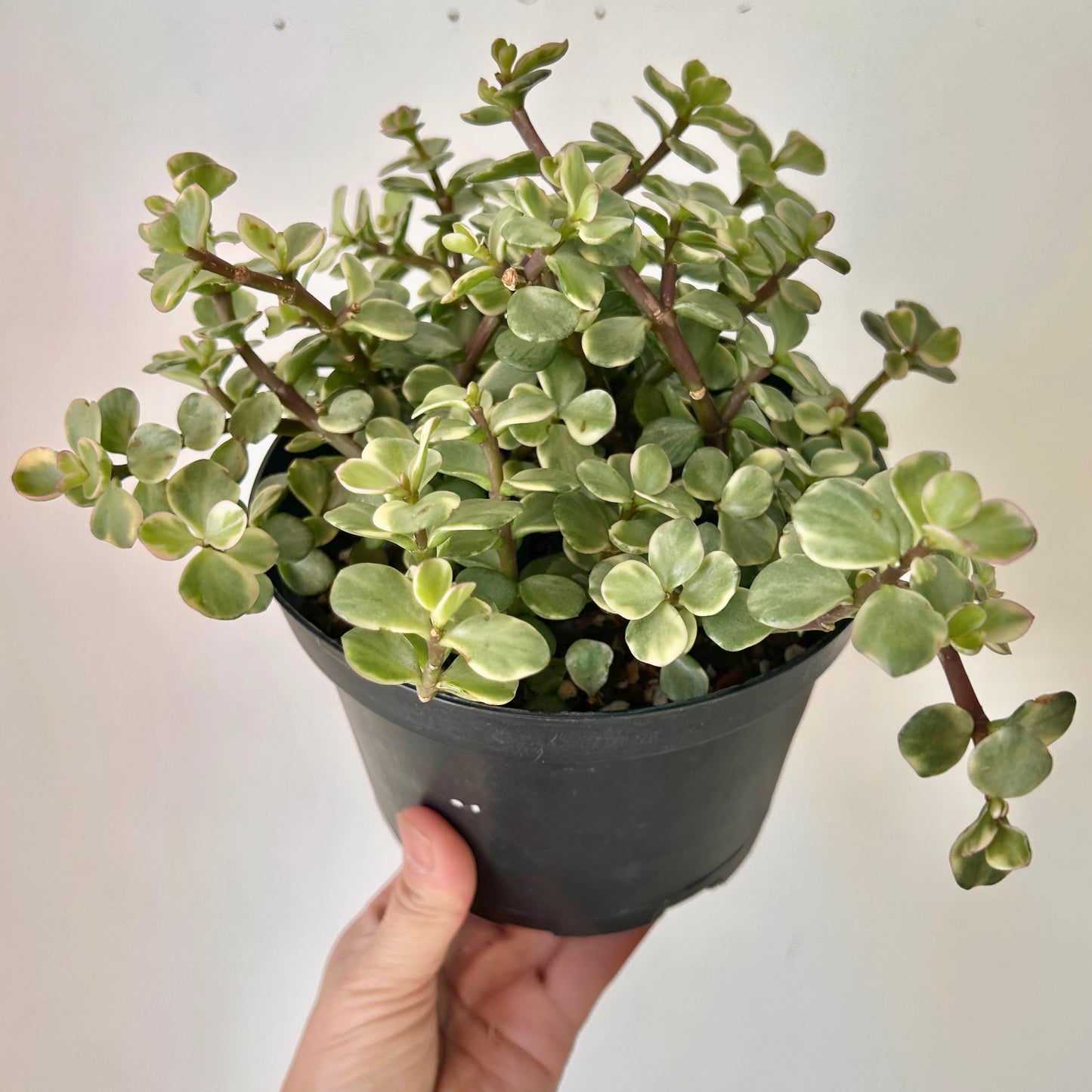 Variegated Elephant Bush Succulent  (Portulacaria afra) 6”pot