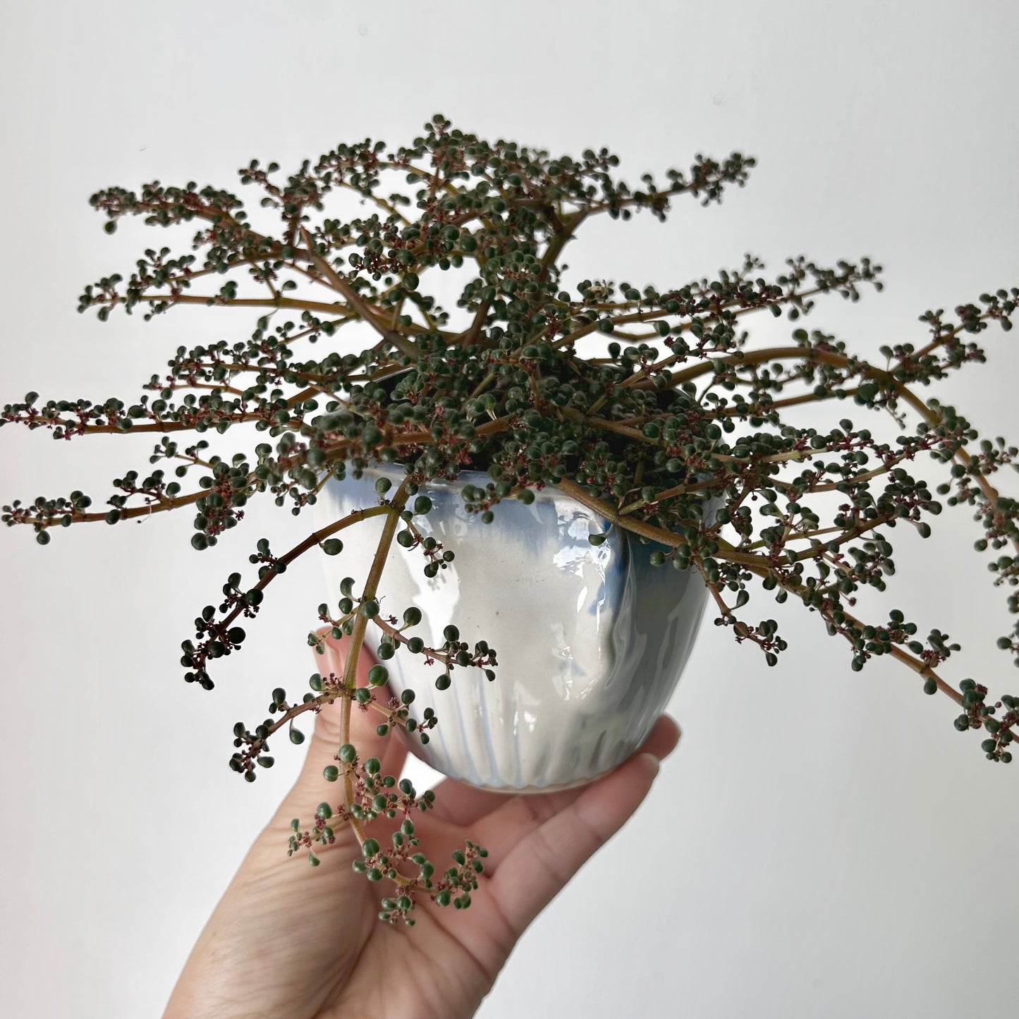 Pilea serpyllacea globosa 3.5”pot