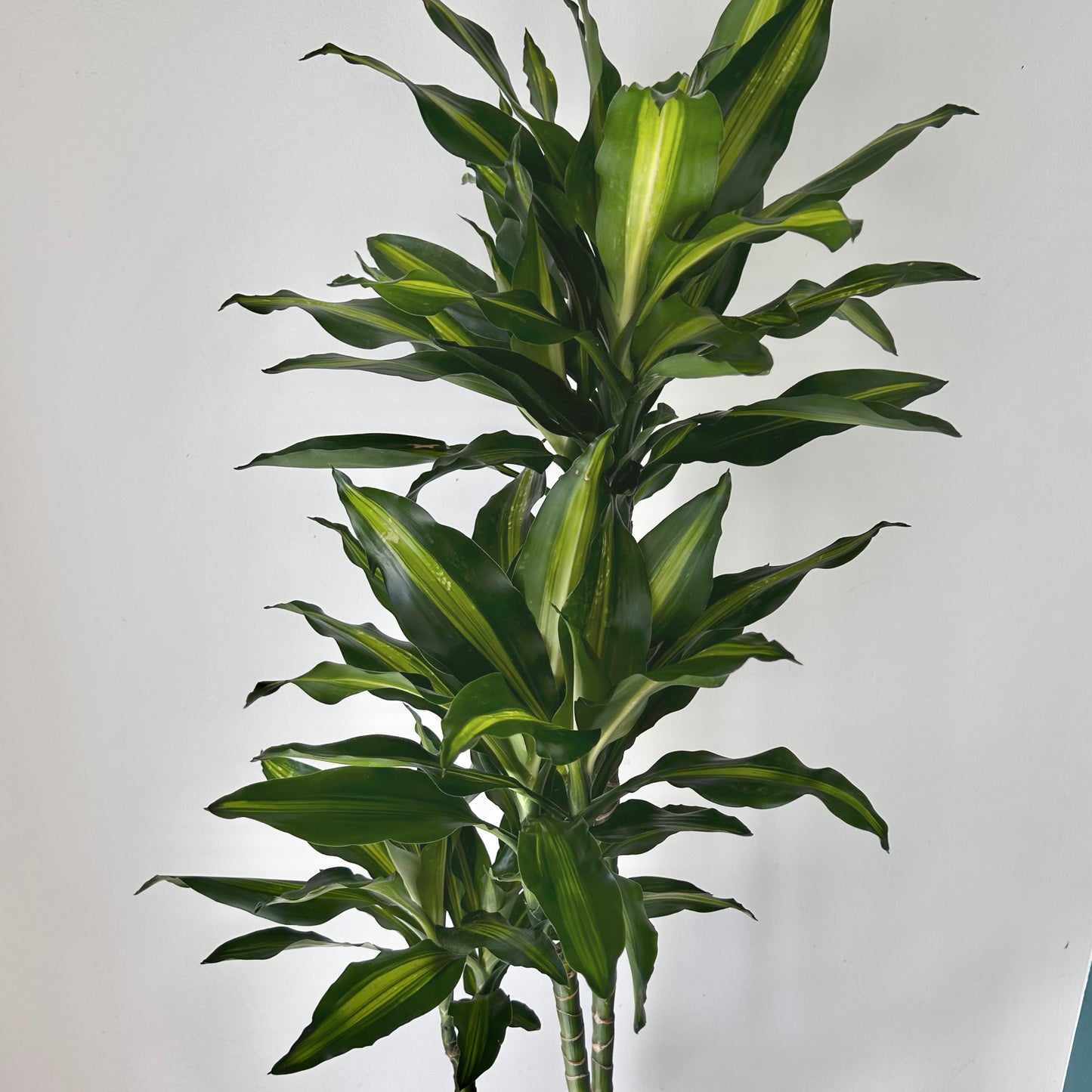 Dracaena fragrans ‘Cintho’ 8” approximately 3 ft tall in 8”pot