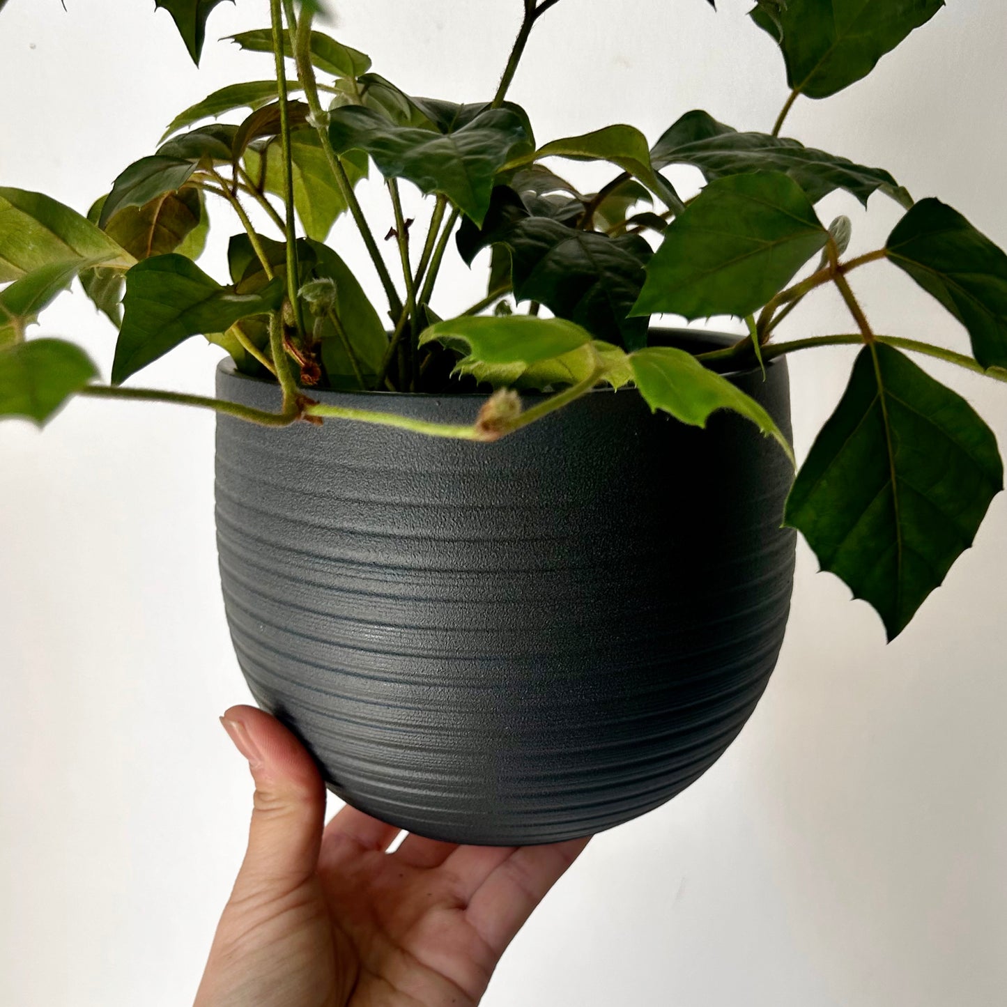 ARDEN Decorative Ceramic Pot  (5.5”x4.75”)