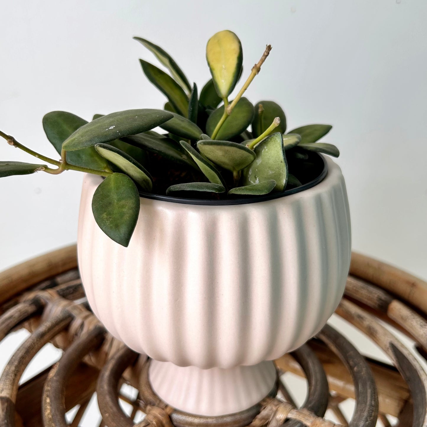 SONATA decorative compote planter (3.75”x4”) available in two colours