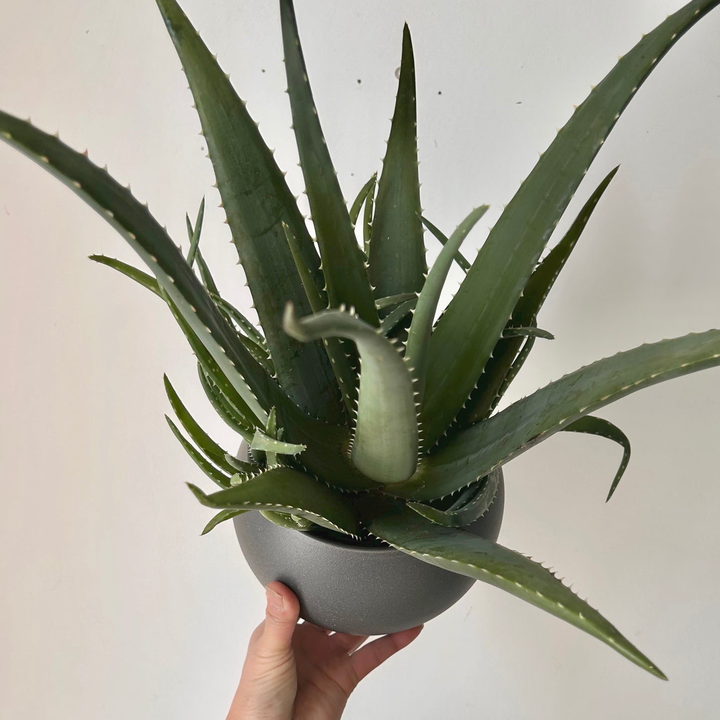 Aloe medivera 5”pot